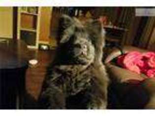 Chow Chow Puppy for sale in Biloxi, MS, USA