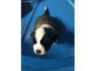 Saint Bernard Puppy for sale in Mountlake Terrace, WA, USA