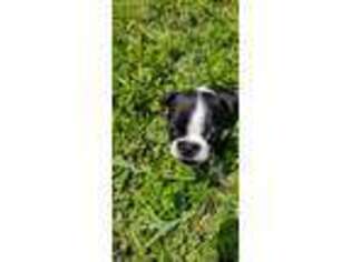 Boston Terrier Puppy for sale in Land O Lakes, FL, USA