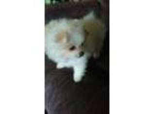 Pomeranian Puppy for sale in Blaine, WA, USA