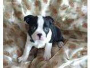 Boston Terrier Puppy for sale in Mead, CO, USA