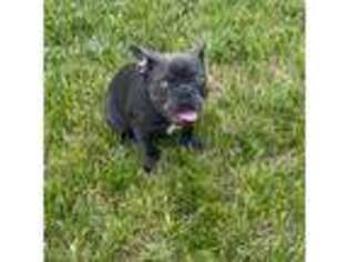 French Bulldog Puppy for sale in South Riding, VA, USA