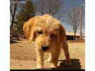 Labradoodle Puppy for sale in Shell Rock, IA, USA