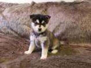 Alaskan Klee Kai Puppy for sale in Bronx, NY, USA
