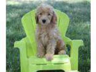 Goldendoodle Puppy for sale in Clifton, KS, USA