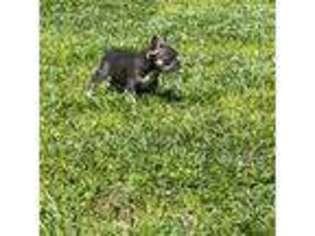 French Bulldog Puppy for sale in Buford, GA, USA