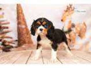 Cavalier King Charles Spaniel Puppy for sale in Fort Wayne, IN, USA