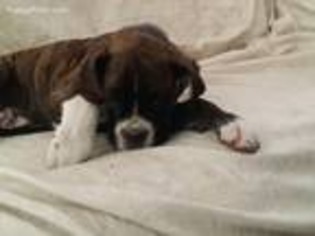 Boxer Puppy for sale in Winchester, CA, USA