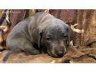 Weimaraner Puppy for sale in Ottoville, OH, USA