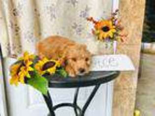 Goldendoodle Puppy for sale in Mahopac, NY, USA