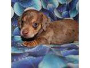 Dachshund Puppy for sale in Farmville, VA, USA