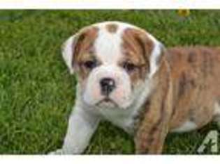 Victorian Bulldog Puppy for sale in BUTLER, IN, USA