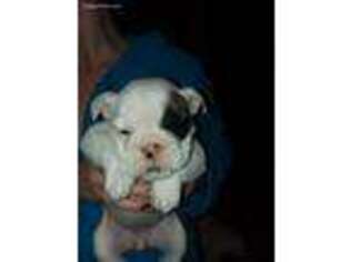 Bulldog Puppy for sale in Swanton, OH, USA