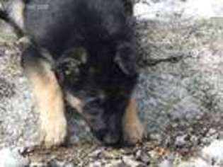 German Shepherd Dog Puppy for sale in Millbury, MA, USA