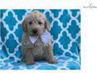 Labradoodle Puppy for sale in Lancaster, PA, USA