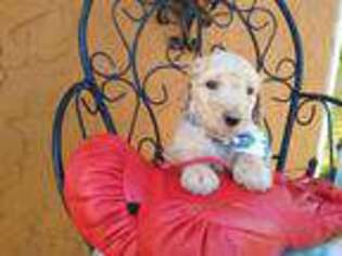 Goldendoodle Puppy for sale in San Angelo, TX, USA