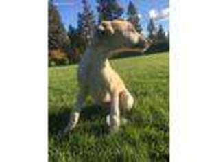 Whippet Puppy for sale in Bend, OR, USA