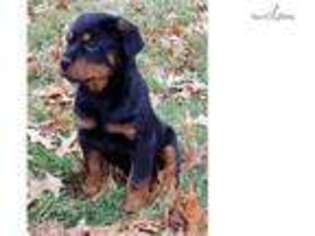 Rottweiler Puppy for sale in Columbia, MO, USA