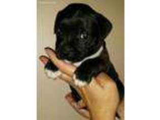 Staffordshire Bull Terrier Puppy for sale in Mancelona, MI, USA