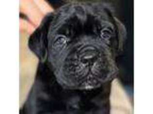 Cane Corso Puppy for sale in Eure, NC, USA