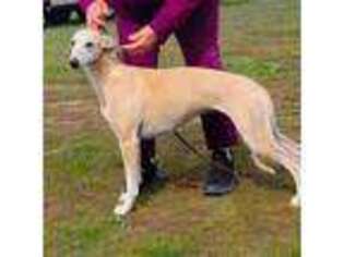 Whippet Puppy for sale in Goldendale, WA, USA