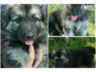 German Shepherd Dog Puppy for sale in Youngstown, OH, USA