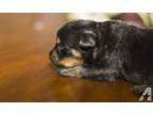 Rottweiler Puppy for sale in MILWAUKEE, WI, USA