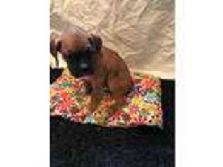 Boxer Puppy for sale in Hamilton, IN, USA