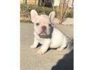 French Bulldog Puppy for sale in Columbus, IN, USA