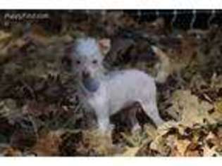 Chinese Crested Puppy for sale in Dardanelle, AR, USA