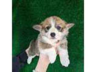 Pembroke Welsh Corgi Puppy for sale in Sacramento, CA, USA