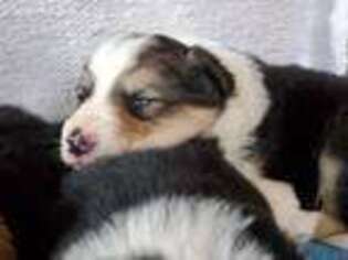 Border Collie Puppy for sale in Calamus, IA, USA