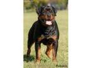 Rottweiler Puppy for sale in Elwood, NE, USA