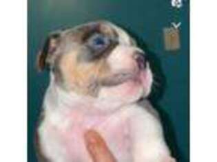 Mutt Puppy for sale in Brockton, MA, USA