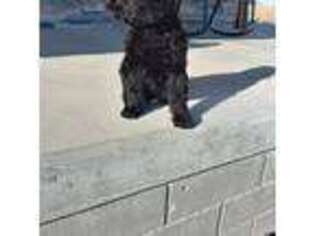 Labrador Retriever Puppy for sale in Morrowville, KS, USA