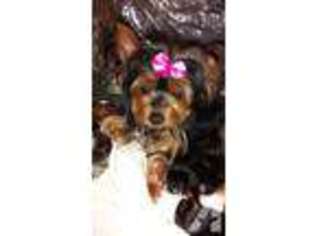 Yorkshire Terrier Puppy for sale in CLEVES, OH, USA