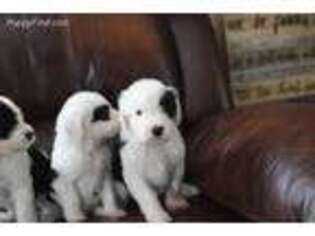Mutt Puppy for sale in International Falls, MN, USA
