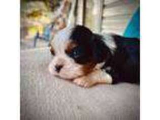 Cavalier King Charles Spaniel Puppy for sale in Mc Leansboro, IL, USA