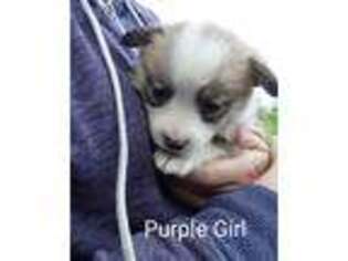 Pembroke Welsh Corgi Puppy for sale in Sumner, TX, USA