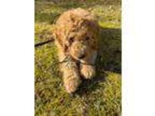 Goldendoodle Puppy for sale in Norwalk, CT, USA