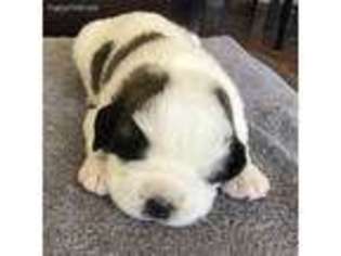 Saint Bernard Puppy for sale in Albion, NE, USA