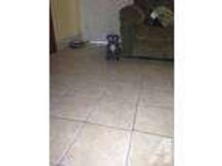 Mutt Puppy for sale in WILLIAMS, CA, USA