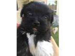 Havanese Puppy for sale in Plano, TX, USA