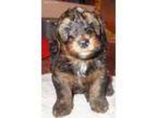 Mutt Puppy for sale in Gurley, AL, USA