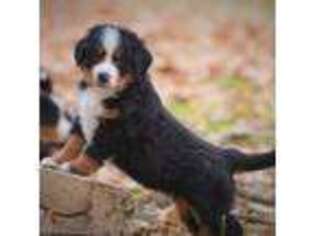 Bernese Mountain Dog Puppy for sale in Hermann, MO, USA