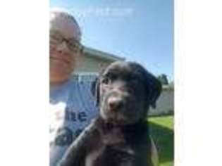 Labrador Retriever Puppy for sale in Burt, MI, USA