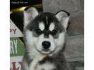 Siberian Husky Puppy for sale in De Soto, MO, USA