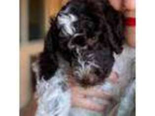 Mutt Puppy for sale in Cave Creek, AZ, USA