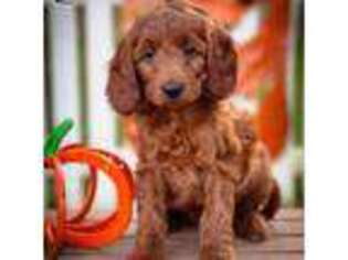 Irish Setter Puppy for sale in Wharton, TX, USA