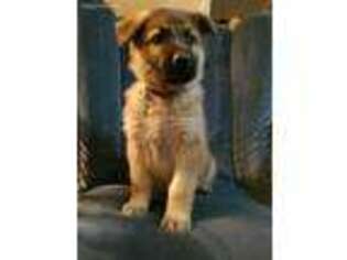 German Shepherd Dog Puppy for sale in Blountsville, AL, USA